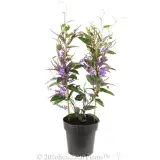 Hardenbergia Happy Wanderer - Alternate photo