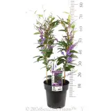 Hardenbergia Happy Wanderer - Product photo