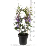 Hardenbergia Happy Wanderer - Reference photo