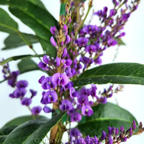 Hardenbergia Happy Wanderer