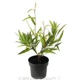 Hardenbergia Meema™ - Alternate photo