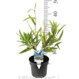Hardenbergia Meema™ - Product photo