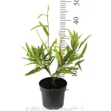 Hardenbergia Meema™ - Reference photo