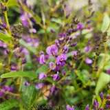 Hardenbergia Meema™ - Detail photo