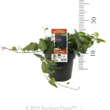 Hardenbergia Sea of Purple - Product photo