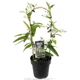 White Native Wisteria - Plant photo