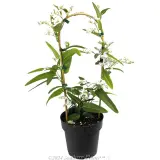 White Native Wisteria - Alternate photo