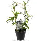 White Native Wisteria - Product photo