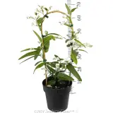 White Native Wisteria - Reference photo