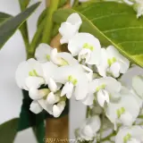 White Native Wisteria - Detail photo
