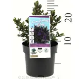 Hebe Bloomin Assorted - Product photo