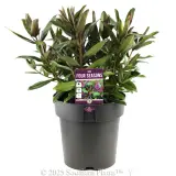 Hebe Four Seasons - Plant photo