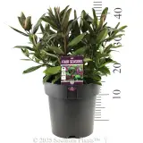 Hebe Four Seasons - Product photo
