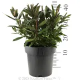 Hebe Four Seasons - Reference photo