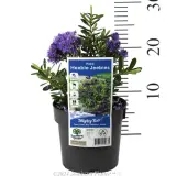 Hebe Heebie Jeebies - Product photo