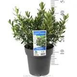 Hebe Heebie Jeebies - Product photo