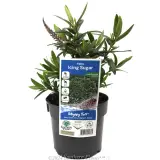 Hebe Icing Sugar - Plant photo