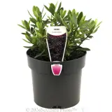 Hebe Inspiration - Plant photo