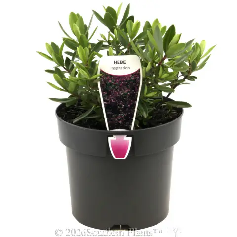 Hebe Inspiration