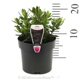 Hebe Inspiration - Product photo