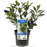 Kiwi Hebe™ Akiri - Plant photo