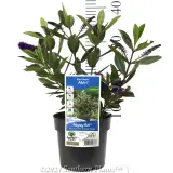 Kiwi Hebe™ Akiri - Product photo