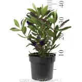 Kiwi Hebe™ Akiri - Reference photo