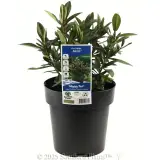Kiwi Hebe™ Akiri - Plant photo