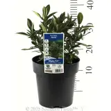 Kiwi Hebe™ Akiri - Product photo