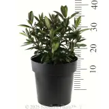 Kiwi Hebe™ Akiri - Reference photo