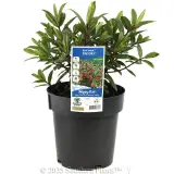 Kiwi Hebe Tikitiki - Plant photo