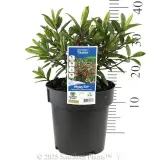 Kiwi Hebe Tikitiki - Product photo