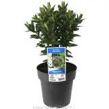 Kiwi Hebe™ Karaka - Plant photo