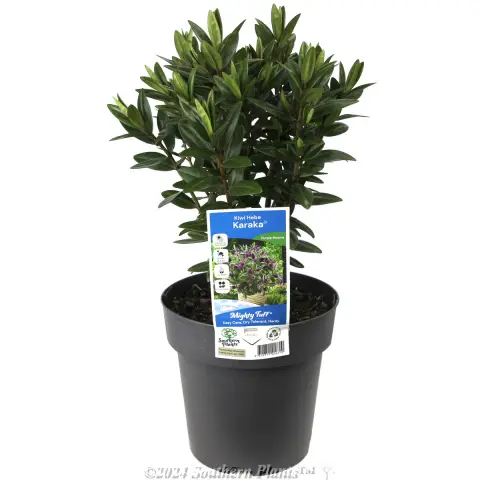 Kiwi Hebe™ Karaka