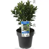 Kiwi Hebe™ Karaka - Product photo