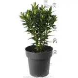 Kiwi Hebe™ Karaka - Reference photo