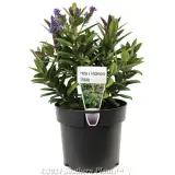 Kiwi Hebe™ Matata - Plant photo