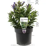 Kiwi Hebe™ Matata - Product photo
