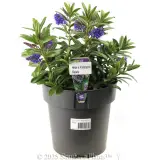 Kiwi Hebe™ Matata - Plant photo