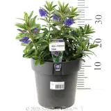 Kiwi Hebe™ Matata - Product photo