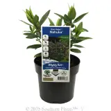 Kiwi Hebe Nuhaka - Plant photo
