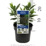 Kiwi Hebe Nuhaka - Product photo