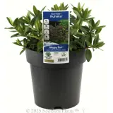 Kiwi Hebe Nuhaka - Plant photo