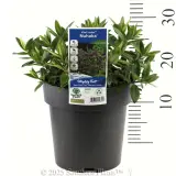 Kiwi Hebe Nuhaka - Product photo