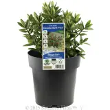 Kiwi Hebe™ Owaka Soft Pink - Plant photo