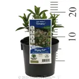 Kiwi Hebe Timaru - Product photo