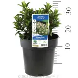 Kiwi Hebe Timaru - Product photo