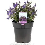 Hebe Never Ending Glory - Plant photo