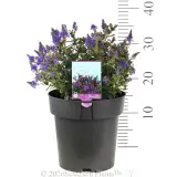 Hebe Never Ending Glory - Product photo