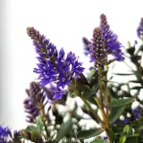 Hebe Never Ending Glory - Detail photo